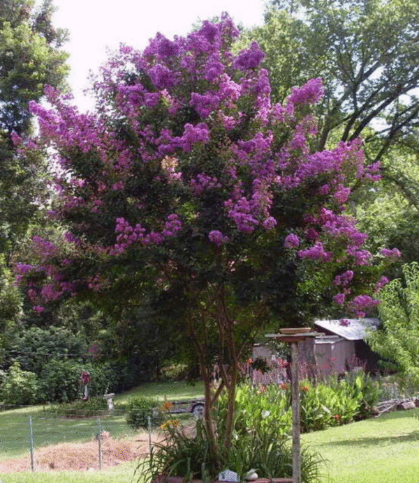 35 Purple Crepe Myrtle Flowering Shrub Bush Tree Seeds
