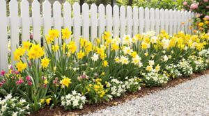 Lemon Drops Along the Picket Fence