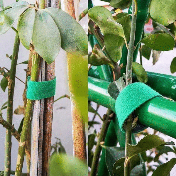 10 Roll Nylon Plant Ties Plant Bandage Hook Tie Loop Adjustable Plant Support Reusable Fastener Tape for Home Garden Accessories - Image 5