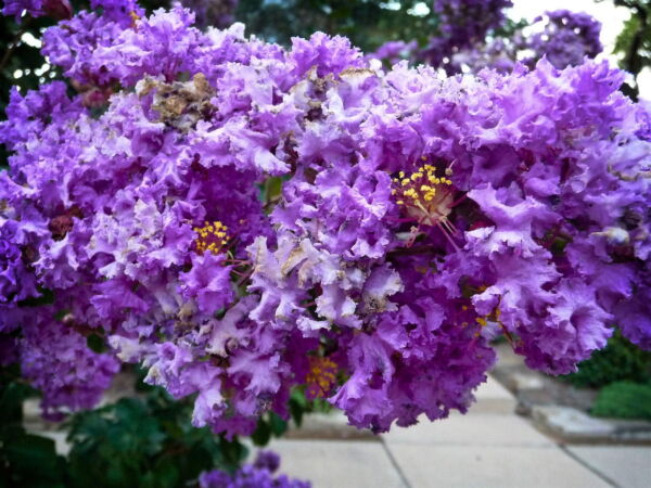 35 Purple Crepe Myrtle Flowering Shrub Bush Tree Seeds - Image 2